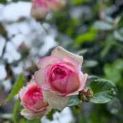 ヒメ日記 2025/05/11 23:59 投稿 まみ カワサキ EROTIC