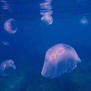 ヒメ日記 2025/05/14 22:27 投稿 まみ カワサキ EROTIC