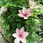 ヒメ日記 2025/05/20 09:37 投稿 まみ カワサキ EROTIC