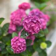 ヒメ日記 2025/06/04 22:01 投稿 まみ カワサキ EROTIC