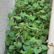 ヒメ日記 2025/06/08 18:00 投稿 まみ カワサキ EROTIC