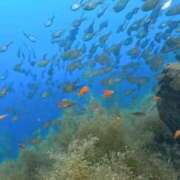 ヒメ日記 2025/06/18 07:38 投稿 まみ カワサキ EROTIC