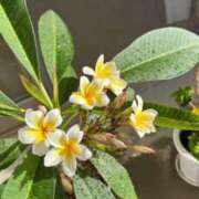 ヒメ日記 2025/06/21 00:15 投稿 まみ カワサキ EROTIC