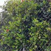 ヒメ日記 2025/07/18 00:15 投稿 まみ カワサキ EROTIC