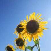 ヒメ日記 2025/08/09 12:23 投稿 まみ カワサキ EROTIC