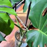 ヒメ日記 2025/08/11 18:08 投稿 まみ カワサキ EROTIC