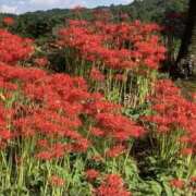 ヒメ日記 2025/09/26 17:20 投稿 道城ゆか プランタン大塚