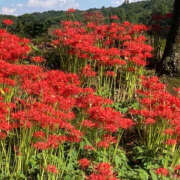 ヒメ日記 2026/03/04 10:53 投稿 道城ゆか プランタン大塚