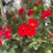 ヒメ日記 2025/05/14 08:57 投稿 いやし ドンファン