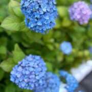 ヒメ日記 2025/05/31 05:37 投稿 いやし ドンファン