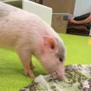 ヒメ日記 2025/08/08 14:45 投稿 いやし ドンファン