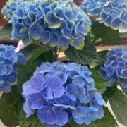 ヒメ日記 2025/08/27 13:35 投稿 いやし ドンファン