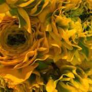 ヒメ日記 2026/02/11 09:18 投稿 いやし ドンファン