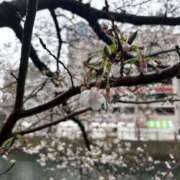 ヒメ日記 2026/04/02 06:56 投稿 いやし ドンファン