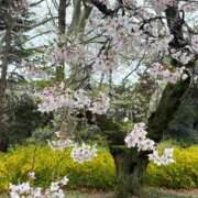 ヒメ日記 2026/04/02 10:19 投稿 いやし ドンファン