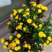 ヒメ日記 2025/10/18 21:04 投稿 しのぶ 人妻本舗愛のしずく名古屋店