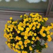 ヒメ日記 2025/10/30 10:38 投稿 しのぶ 人妻本舗愛のしずく名古屋店