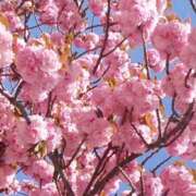 ヒメ日記 2026/02/10 11:31 投稿 しのぶ 人妻本舗愛のしずく名古屋店