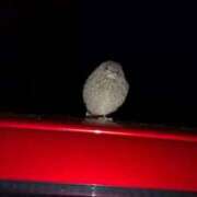 ヒメ日記 2026/02/24 00:45 投稿 しのぶ 人妻本舗愛のしずく名古屋店