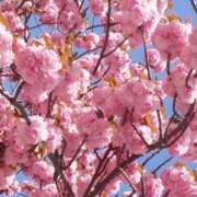 ヒメ日記 2026/03/06 06:06 投稿 しのぶ 人妻本舗愛のしずく名古屋店