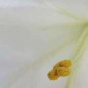 ヒメ日記 2025/07/22 19:18 投稿 西坂(にしざか) 熟女出逢い会『百合の園』目黒店