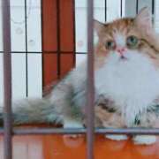 西坂(にしざか) 今日から 熟女出逢い会『百合の園』目黒店