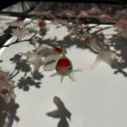 りか 初投稿🌸 バイオレンス