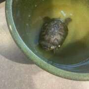 ヒメ日記 2025/06/05 10:31 投稿 りら（新人割引5/2まで） ウルトラグレイス24