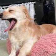 ヒメ日記 2025/06/06 06:40 投稿 りら（新人割引5/2まで） ウルトラグレイス24