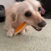 ヒメ日記 2025/08/12 20:54 投稿 りら（新人割引5/2まで） ウルトラグレイス24