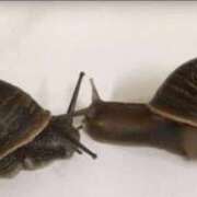 ヒメ日記 2025/09/22 19:50 投稿 りら（新人割引5/2まで） ウルトラグレイス24