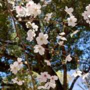 ヒメ日記 2026/03/27 15:20 投稿 あめり 逢って30秒で即尺