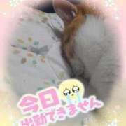 もも ごめんなさい💦 熟女の風俗最終章 沼津店