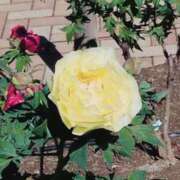 ヒメ日記 2026/04/16 12:39 投稿 あんず 甲府人妻隊