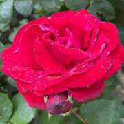 ヒメ日記 2025/05/24 04:10 投稿 こいなつ ナメすぎサークル立川店