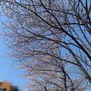 ヒメ日記 2025/05/01 17:08 投稿 さくら ～優しい若妻倶楽部～Mrs.女神