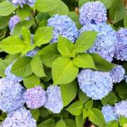 ヒメ日記 2025/06/06 19:09 投稿 あい 明石の熟女達・女華