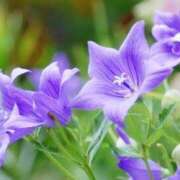 ヒメ日記 2025/12/17 18:29 投稿 あい 明石の熟女達・女華