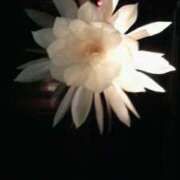 ヒメ日記 2026/02/13 21:50 投稿 あい 明石の熟女達・女華