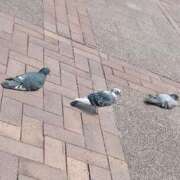 ヒメ日記 2025/05/14 10:00 投稿 茉莉亜（まりあ） 元祖神戸Ｍ性感～Ｍ・ｉｎｇ～