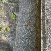 ヒメ日記 2025/06/19 17:45 投稿 茉莉亜（まりあ） 元祖神戸Ｍ性感～Ｍ・ｉｎｇ～