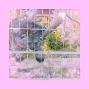 ヒメ日記 2025/11/21 20:38 投稿 三浦はるか メイドin中野（東京ハレ系）