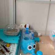 ヒメ日記 2025/11/08 23:01 投稿 るな 隙のあるエステ