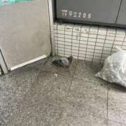 ヒメ日記 2026/04/03 09:31 投稿 れむ あふたーすくーる本店