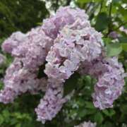 ヒメ日記 2025/05/23 22:35 投稿 れいか ラブハーレム(水戸)