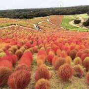 ヒメ日記 2025/10/20 18:48 投稿 れいか ラブハーレム(水戸)