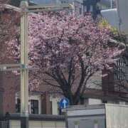 ヒメ日記 2026/04/19 14:12 投稿 れいか ラブハーレム(水戸)