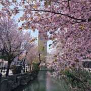 れいか 桜の季節ですね ラブハーレム(水戸)
