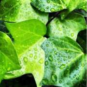 ヒメ日記 2025/05/12 09:21 投稿 (コスパ)高橋かな/地元出身 風俗イキタイいわき店