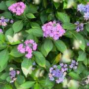 ヒメ日記 2025/07/18 10:12 投稿 こいろ 京都ホテヘル倶楽部